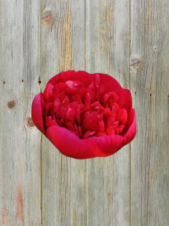 HENRY BOCKSTOCK  RED PEONIES